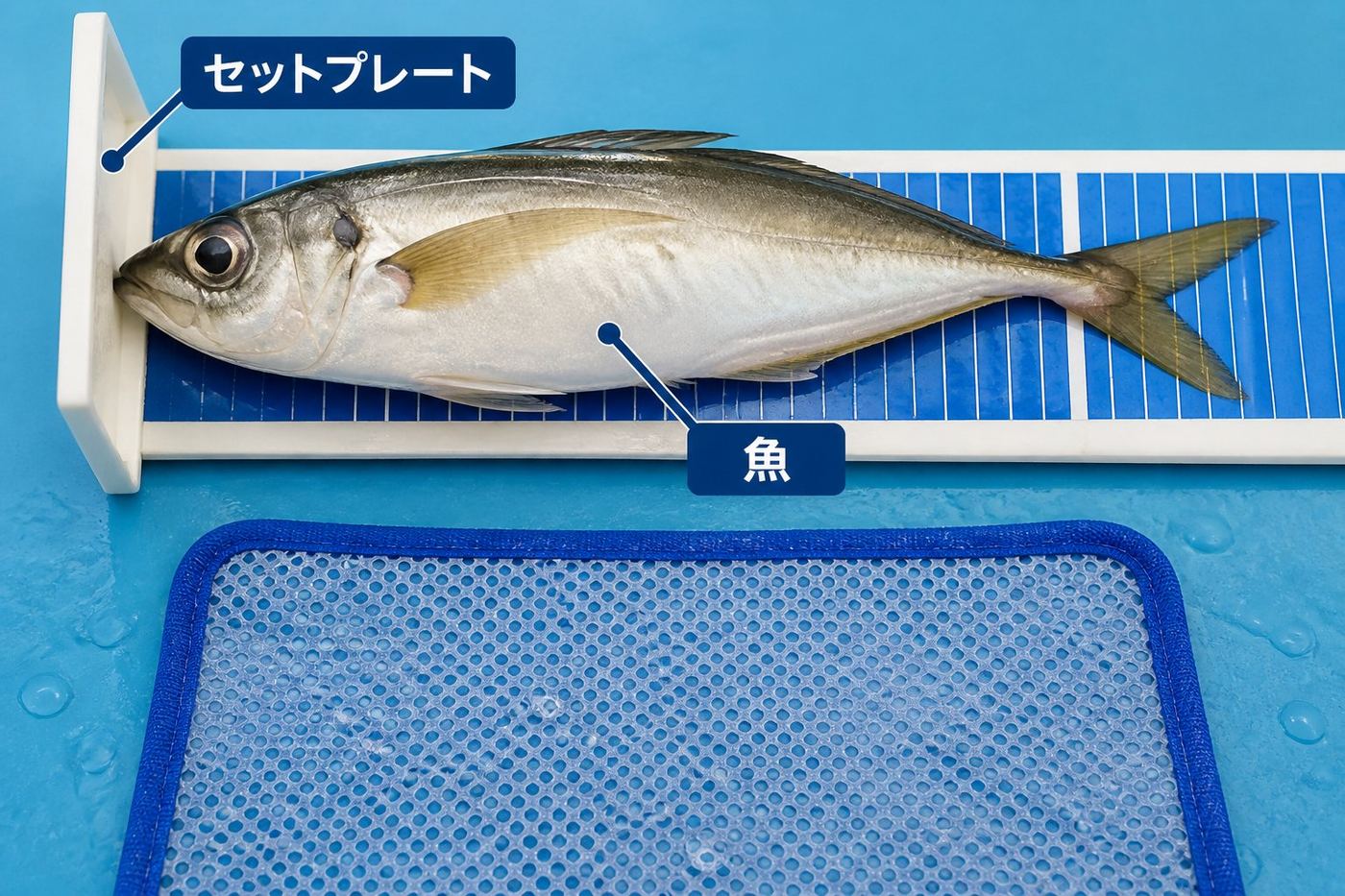 釣具 なぜ釣り初心者は魚の長さを正確に測る必要があるのか